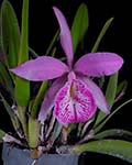 Blc. Tetradip 'Junko'